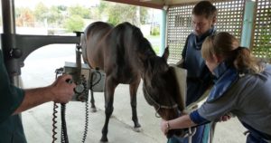 Veterinary Services - Equine x-ray
