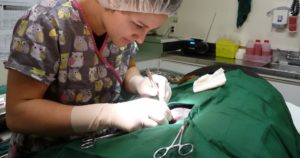 Veterinary Services - Julia operating