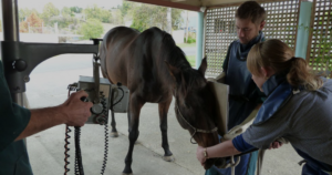 Veterinary Services - Large Animals