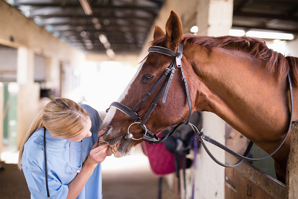 Veterinary Services - Large Animals