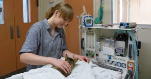 Veterinary Services - Nursing care