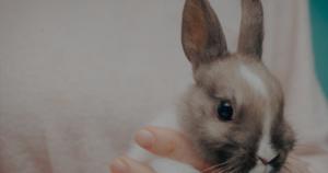 Veterinary Services - Small Animals