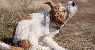 How to help your itchy dog