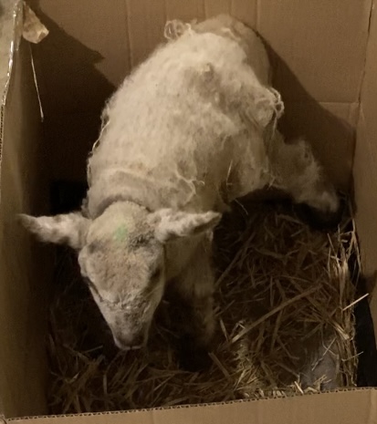 Feeding Yogurt to Orphan Lambs